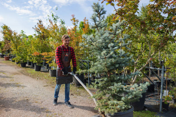  Stlman Valley, IL Tree Removal Pros